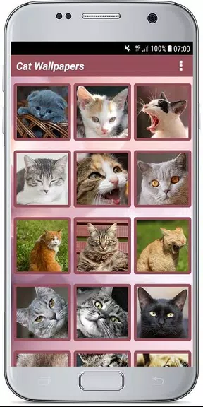 CUTE CAT WALLPAPERS স্ক্রিনশট 1