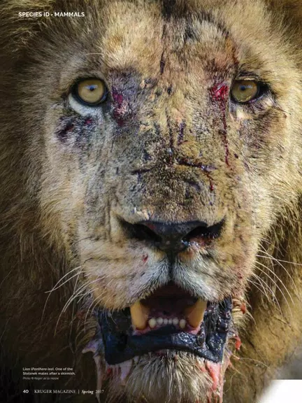 Kruger Magazine應用截圖第2張