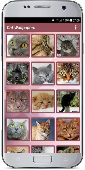 CUTE CAT WALLPAPERS স্ক্রিনশট 3