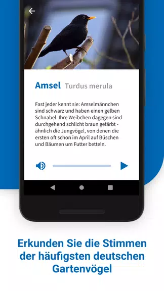 40 Gartenvögel & ihre Stimmen Screenshot 2