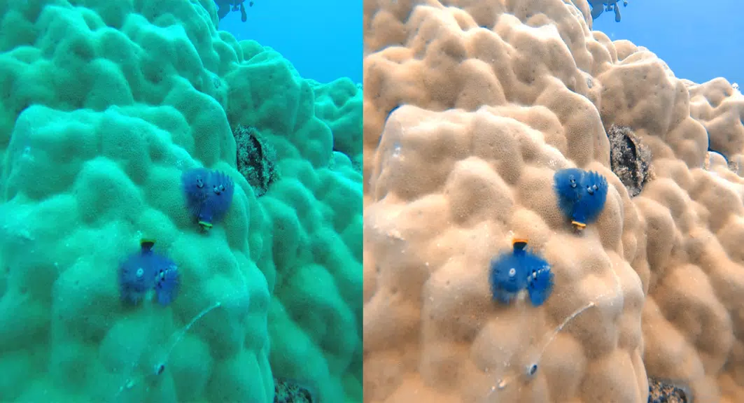 UwEdit - Diving footage editor 스크린샷 2