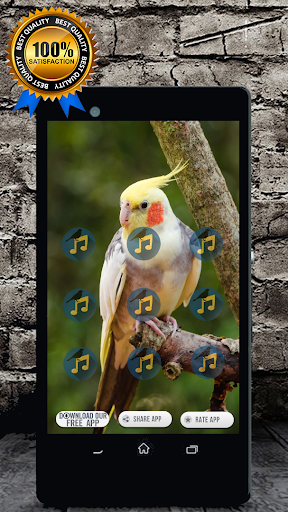 Cockatiel Singing : Cockatiel Sounds Schermafbeelding 3