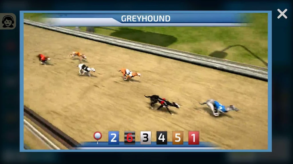 Dogs3D Races Betting Capture d'écran 2